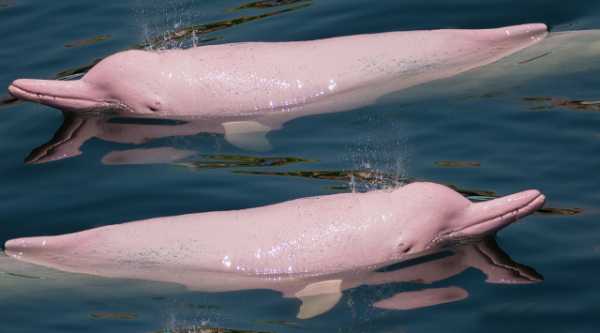 Αμερική: Γιατί πεθαίνουν τα ροζ δελφίνια του Αμαζονίου - Τουλάχιστον 120 νεκρά σε μόλις λίγες ημέρες