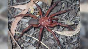 Εντοπίστηκε σπάνιο είδος γιγαντιαίας αράχνης στην Αυστραλία