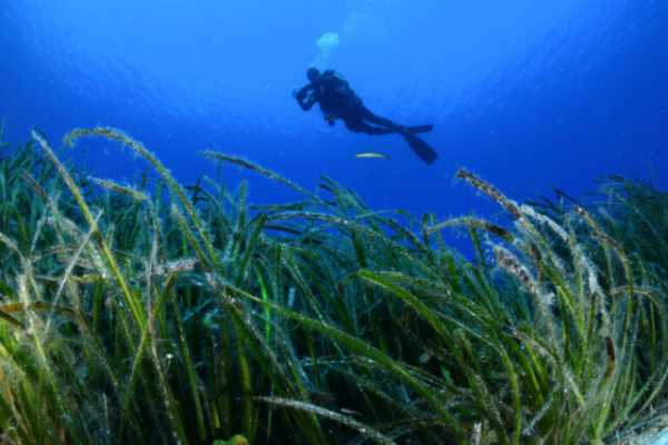 WWF Ελλάς, ΕΛΚΕΘΕ και Cyclades Preservation Fund ενώνουν δυνάμεις για τους «πνεύμονες» των θαλασσών μας