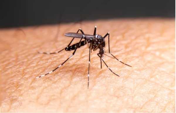 Ηράκλειο: Πρωτοποριακές δράσεις για τον έλεγχο και την αντιμετώπιση κρουσμάτων ασθενειών από τα κουνούπια