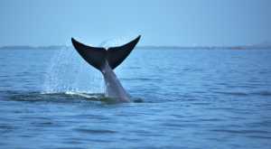 Ισλανδία: Η στιγμή που θηρευτές θανατώνουν φάλαινα με εκρηκτικά - Δείτε βίντεο