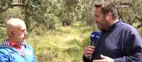 Μεσσηνία: Ικανοποιητική η ανθοφορία της ελιάς σε πρώιμες περιοχές-Προβληματισμός για τις καιρικές συνθήκες