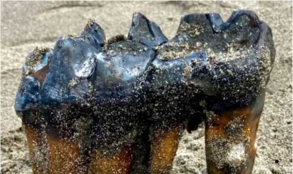 Καλιφόρνια: Γυναίκα βρήκε σε παραλία αρχαίο δόντι μαστόδοντα μήκους 30 εκατοστών