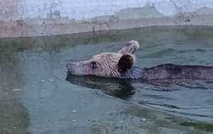 Ιωάννινα: Περιπέτεια για αρκούδα που εγκλωβίστηκε σε δεξαμενή, δείτε πώς την έβγαλαν