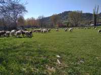 Άλυτα παραμένουν τα προβλήματα των κτηνοτρόφων της Θεσσαλίας