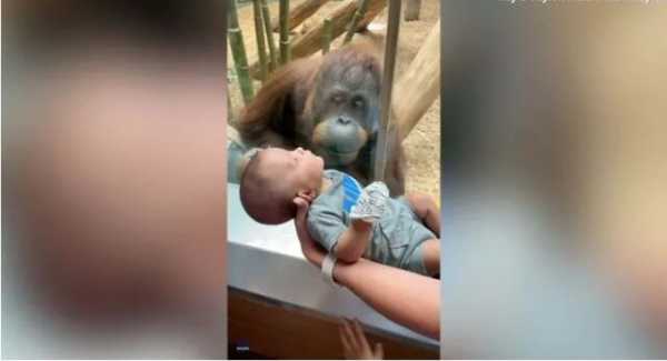 Βίντεο: Η τρυφερή κίνηση που έκανε ουρακοτάγκος μόλις είδε μωρό σε ζωολογικό κήπο