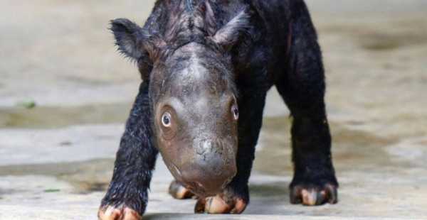 Ινδονησία: Ελπίδα για τον απειλούμενο με εξαφάνιση μαύρο ρινόκερο - Γεννήθηκε ο δεύτερος για φέτος (βίντεο)