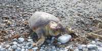 Χανιά: Άλλη μια νεκρή χελώνα στην παραλία της Αγίας Μαρίνας