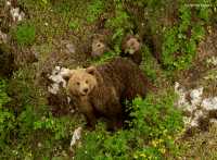 Νέο περιστατικό ζημιών σε μελίσσια απο αρκούδα κοντά στην Ελασσόνα