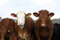 ΗΠΑ: Βρέθηκαν ίχνη του ιού της γρίπης των πτηνών σε παστεριωμένο αγελαδινό γάλα
