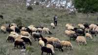 Πληρωμές ύψους 4,6 εκ. ευρώ, σε 772 κτηνοτρόφους, για τις σπάνιες φυλές αγροτικών ζώων