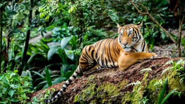 Τίγρη της Μαλαισίας: Εγείρουν ανησυχίες οι αυξημένοι θάνατοι για την διατήρηση του είδους