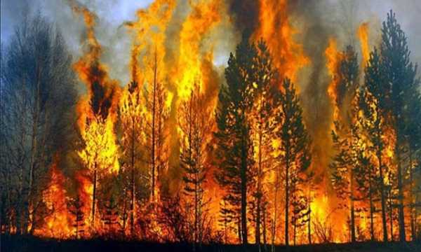 Εκπαιδευτικά βίντεο για την πρόληψη των δασικών πυρκαγιών προβάλλονται στα σχολεία