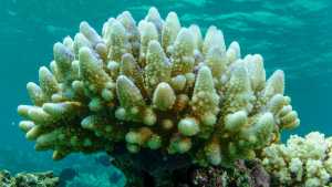 Κλιματική αλλαγή: Οι επιστήμονες φοβούνται ότι έρχεται πρωτοφανής μαζική λεύκανση κοραλλιών