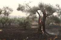 Χανιά: Φωτιά ξέσπασε και στο Βουλγάρω Κισάμου