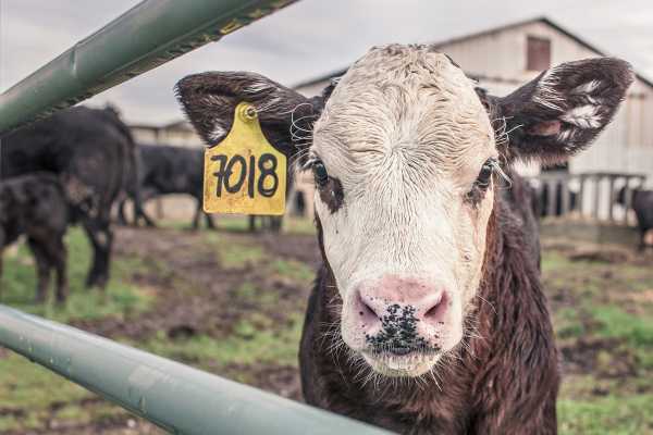 ΗΠΑ: Αγελάδες γαλακτοπαραγωγής βρέθηκαν θετικές στη γρίπη των πτηνών