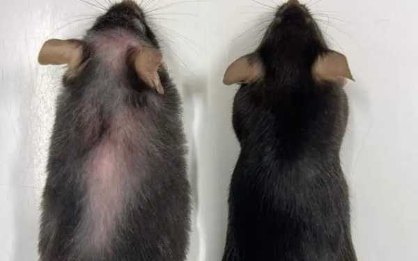 Πειραματικό φάρμακο αύξησε τη διάρκεια ζωής κατά 25% σε ποντίκια